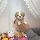 부산강아지분양 디몽 광안리본점 | 사랑과 책임으로 함께하는 부산강아지분양 디몽 광안리본점