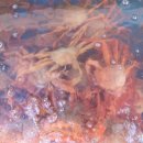 홍게랑 | 속초홍게무한 즐기러 다녀온 속초홍게무한리필홍게랑 방문 후기