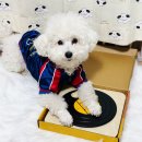 도그니엘 | 강아지 장난감 도그턴테이블 DJ 노즈워크 후기