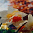 수선화 및 여러가지 꽃 포트묘판매 이미지