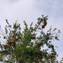 정아블루베리팜