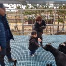 행복한흑염소농장 이미지