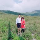 육백마지기 이미지