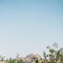 더 펫츠 이미지