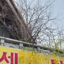 개나리세탁소 이미지