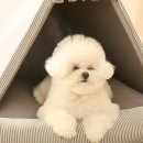 애견하우스 이미지