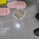 장항동,백석동 이미지