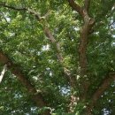 남원 진기리 느티나무 이미지