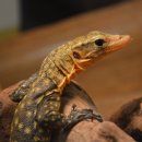 퀸스헤드
