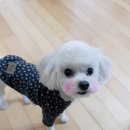 애견미용실 꽃개 이미지