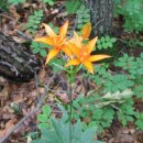 금계령주유소 이미지