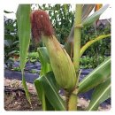 물내음펜션 이미지