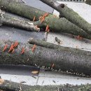 천둥소리 이미지