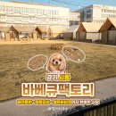 잡고굽고 | [내돈내산] 시흥 애견동반 바베큐장 추천｜바베큐팩토리 거북섬점 겨울 방문 후기