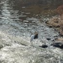 진국돼지국밥 이미지