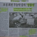 회천감자