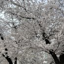 경동로(남) | 2박3일 안동여행 :: 일직식당 간고등어 • 아차가 • 탈춤공원 벚꽃축제 • 선성수상길 • 예끼마을...