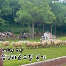 삼양라운드힐 주식회사 | 대관령 삼양라운드힐 목장 | 평창 가볼만한곳 추천, 코스와 포토존 정리