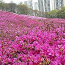 안양에 삼성산 등산하고 + 산본 철쭉 공원에 축제 갑시다요~~~ 이미지