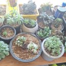 남해복어 이미지