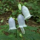 초롱꽃공원 이미지