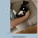 더원고양이동물병원 이미지