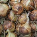 다마내기 이미지