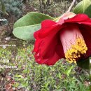 동백꽃(冬柏- Camellia Flower) 야생화를 찾아서(30) 이미지