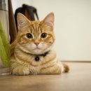 김포동물병원 이미지