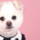 퀸펫살롱 이미지