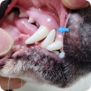 5959 내강아지 이미지