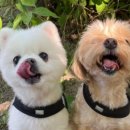 멍그니엘 애견호텔 수원점 이미지