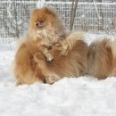 폼#반려견미용실 이미지