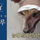 ///'개통령' 강형욱, 결혼 7년만에 오늘(24일) 득남/外 많음.. 이미지