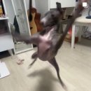 더조은식품