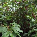 장산토성 이미지