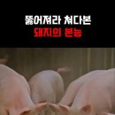 돼지는 포악한 동물이다 이미지