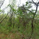 옥녀봉주유소 이미지