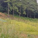 완도 법화사지 이미지