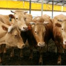 한국개량컨설팅 이미지