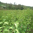 박가네농장 이미지