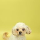 포즈티브 이미지