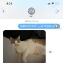 메쫑방에서 고양이 입양 후 번호 바꾼 여시 찾아요 이미지