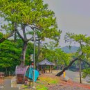 완도 미라리 상록수림 이미지