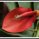 허브아일랜드 식물원 이미지