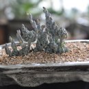 블루빈스 이미지