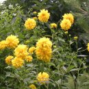 시골정취 이미지