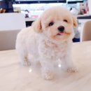 예삐애견 이미지