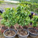 샬롬어린이집 이미지