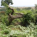 예래 본향당 네이버블로그